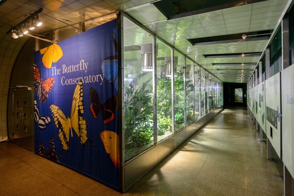 The Butterfly Conservatory