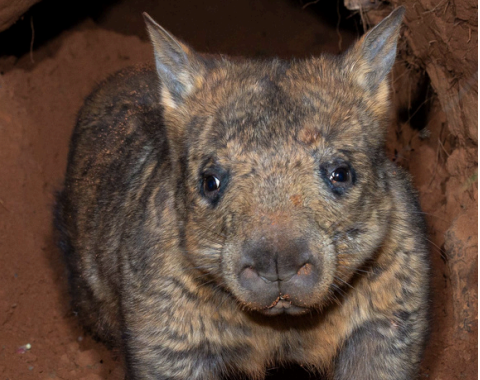 New York – Australian Comes to NYC – An evening of Community, Culture and Conservation